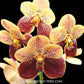 Vanda Two Tone Orange # 32 Orchid Plant - BS