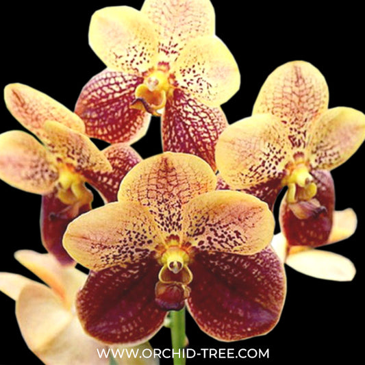Vanda Two Tone Orange # 32 Orchid Plant - BS