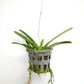 Vanda Chulee Blue Orchid Plant - MS