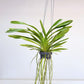 Vanda lombokensis sp. Orchid Plant - BS (2 Growths)