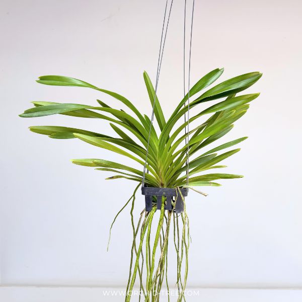 Vanda lombokensis sp. Orchid Plant - BS (2 Growths)