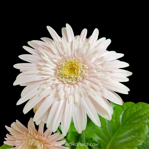 Gerbera | with flowers