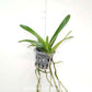 Vanda Somsri Gold x Bitz's Heartthrob Orchid Plant - MS