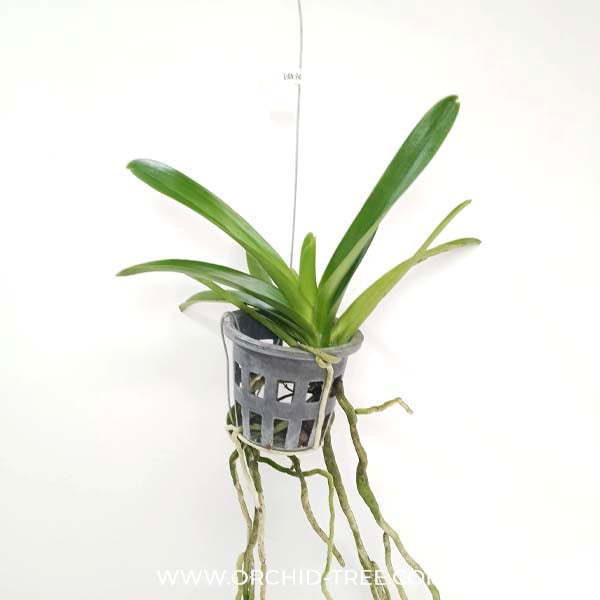 Vanda Somsri Gold x Bitz's Heartthrob Orchid Plant - MS