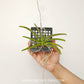 Vanda Holcostylis M S Sunlight Orchid Plant - BS