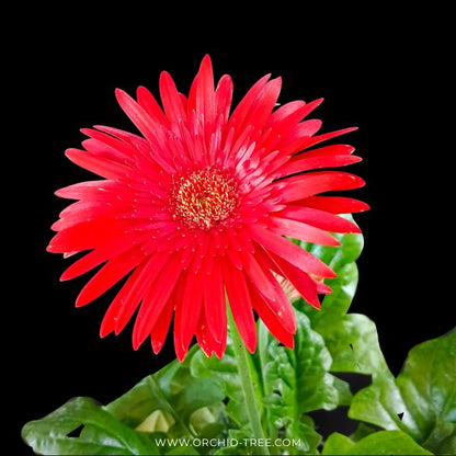 Gerbera | with flowers