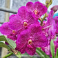 Vanda Pure's Wax Pink Orchid Plant - BS