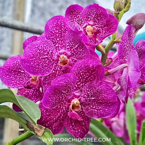 Vanda Pure's Wax Pink Orchid Plant - BS