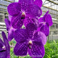 Vanda Somsri Glory Blue Orchid Plant - BS