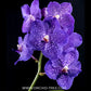 Vanda Somsri Glory Blue Orchid Plant - BS
