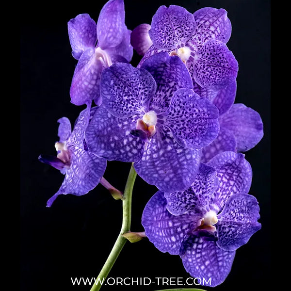 Vanda Somsri Glory Blue Orchid Plant - BS