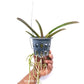 Vanda Jiraprapa x Davarak x Butterfly Orchid Plant - SS