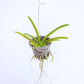 Vanda Jiraprapa x Davarak x Butterfly Orchid Plant - SS