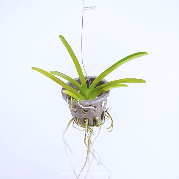Vanda Jiraprapa x Davarak x Butterfly Orchid Plant - SS