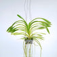 Vanda lombokensis sp. Orchid Plant - BS (Single Growth) - Buy Orchids Plants Online by Orchid-Tree.com