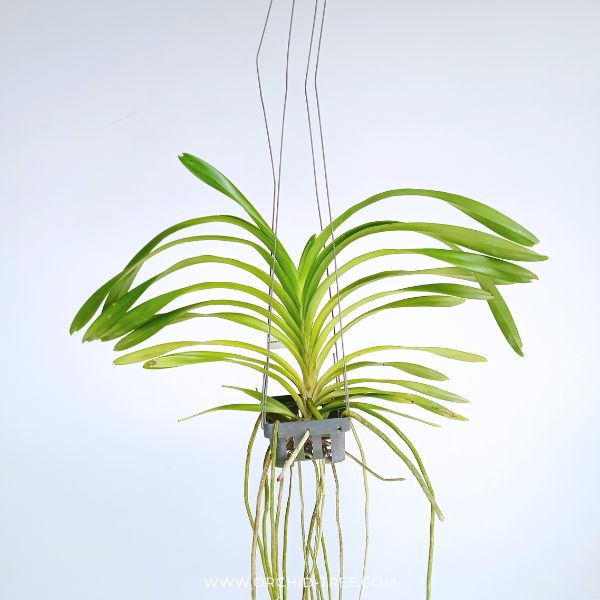 Vanda lombokensis sp. Orchid Plant - BS (Single Growth) - Buy Orchids Plants Online by Orchid-Tree.com