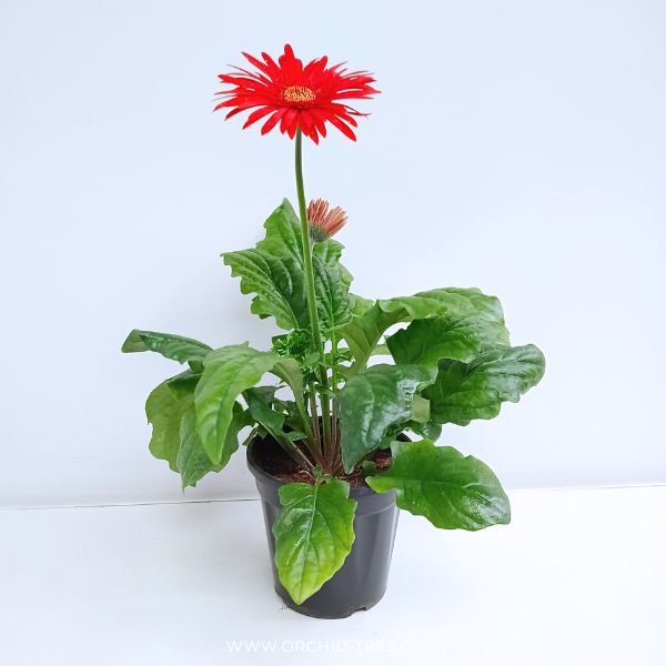 Gerbera | with flowers