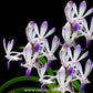 Vanda falcata x coelestis blue - BS