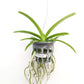 Vanda Somsri Gold x Bitz’s Heartthrob #1 Orchid Plant - MS