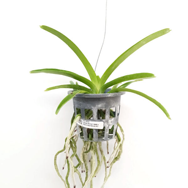 Vanda Somsri Gold x Bitz’s Heartthrob #1 Orchid Plant - MS