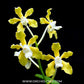Vanda tessellata var. alba sp. - BS