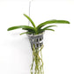 Vanda Pedro Bonetti 'Jairak' Orchid Plant - MS