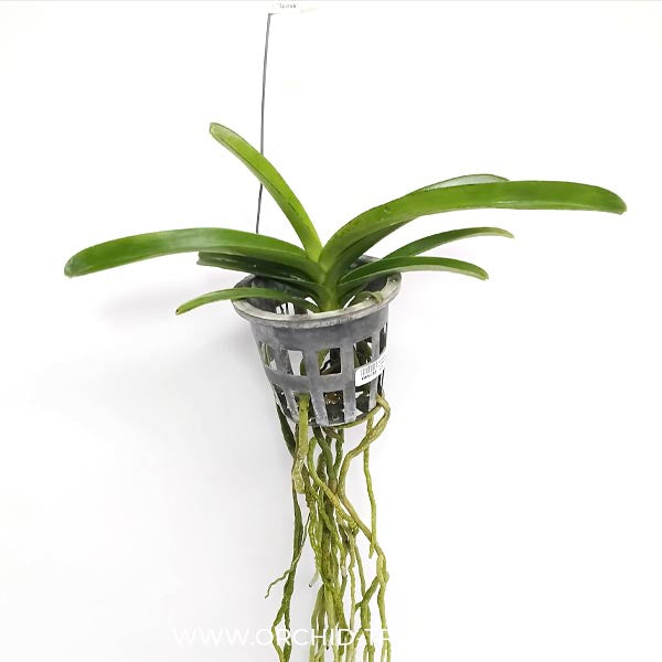 Vanda Pedro Bonetti 'Jairak' Orchid Plant - MS
