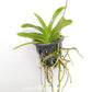 Vanda Apec Blue Orchid Plant - MS