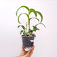 Dendrobium Burana Jade Variegated Leaves Orchid Plant - FF
