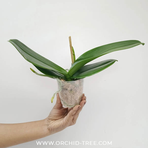 Phalaenopsis Velvet Galaxy Orchid Plant - FF