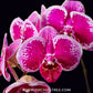Phalaenopsis Velvet Galaxy Orchid Plant - FF