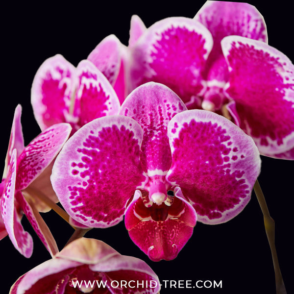 Phalaenopsis Velvet Galaxy Orchid Plant - FF