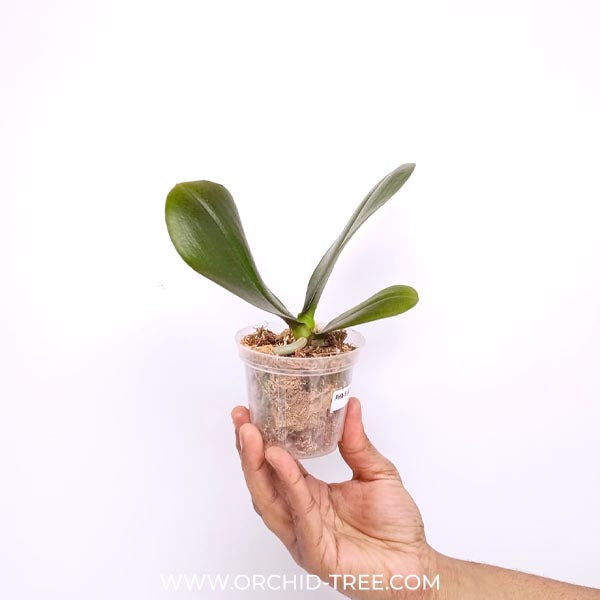 Phalaenopsis Vestar Sunflower Orchid Plant - MS