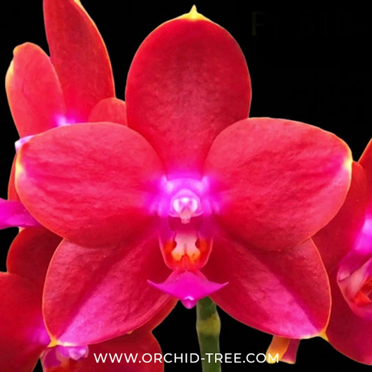 Phalaenopsis Vestar Mars Orchid Plant -NBS
