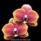 Phalaenopsis Vestar Sunflower Orchid Plant - MS