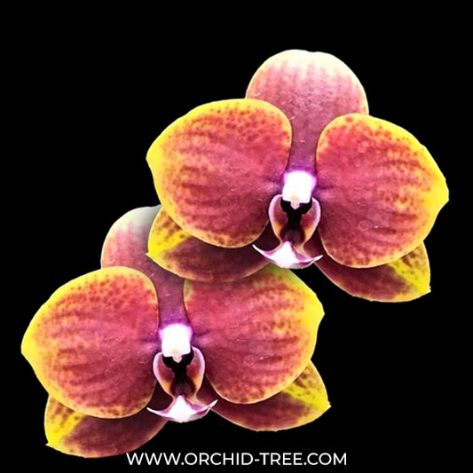 Phalaenopsis Vestar Sunflower Orchid Plant - MS