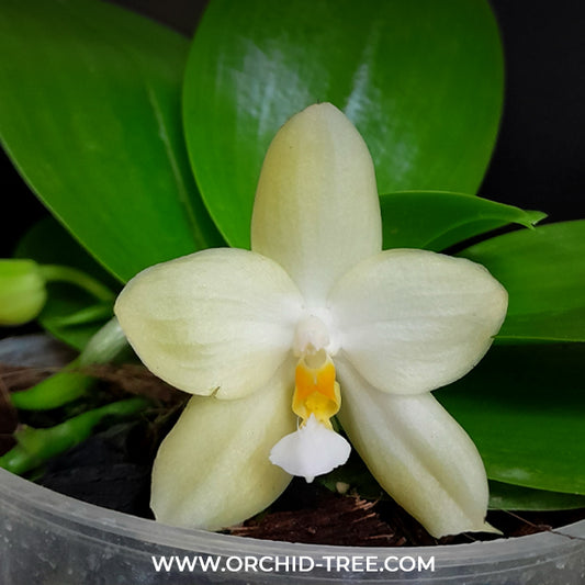 Phalaenopsis violacea var alba sp. Orchid Plant - FF