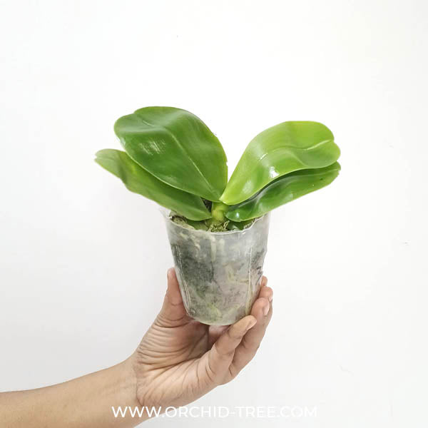 Phalaenopsis violacea var. indigo X sib Orchid Plant - BS