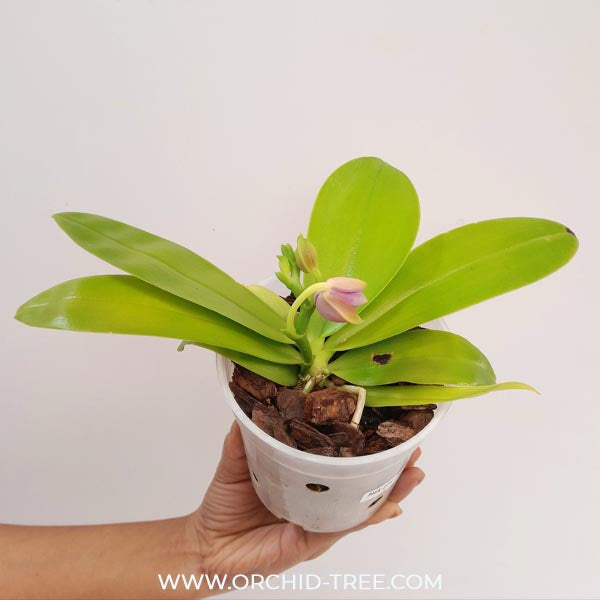 Phalaenopsis violacea var. indigo red 'MIKI' Orchid Plant -FF
