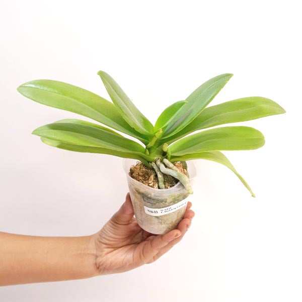 Phalaenopsis Shulong Violet Gem Orchid Plant- FF