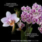 Phalaenopsis Shulong Violet Gem Orchid Plant- FF