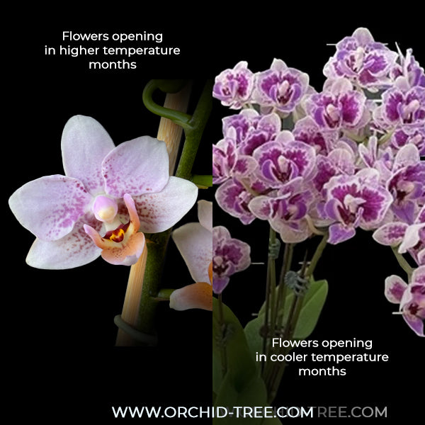 Phalaenopsis Shulong Violet Gem Orchid Plant- FF