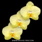 Phalaenopsis Volterra Orchid Plant - FF