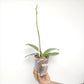 Phalaenopsis Volterra Orchid Plant - FF