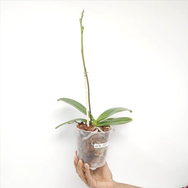 Phalaenopsis Volterra Orchid Plant - FF