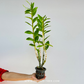 Dendrobium tangerinum sp. Orchid Plant - BS