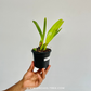 Cattleya dowiana sp. X Sib Orchid Plant - BS