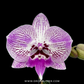 Phalaenopsis Fuller's Mask Stripe Orchid Plant - FF