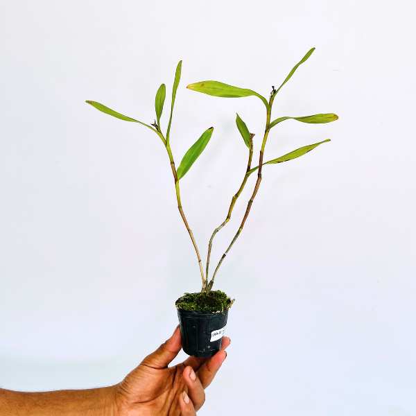 Epidendrum nocturnum sp. Orchid Plant - BS - Buy Orchids Plants Online by Orchid-Tree.com