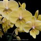 Phalaenopsis Gloria Orchid Plant - BS - Buy Orchids Plants Online by Orchid-Tree.com